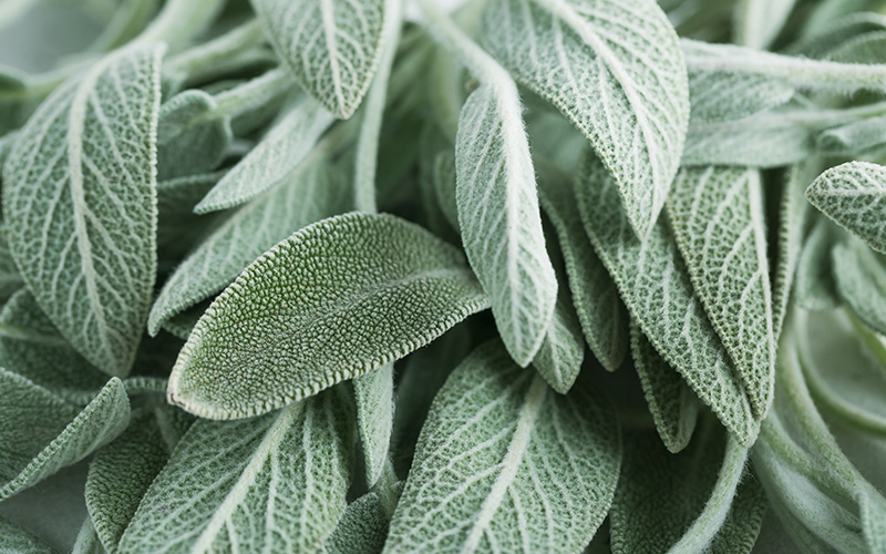 Sage | plants that repel ticks and fleas