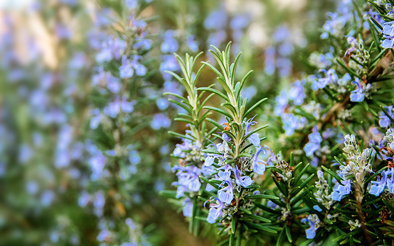 Rosemary for flicks and fleas