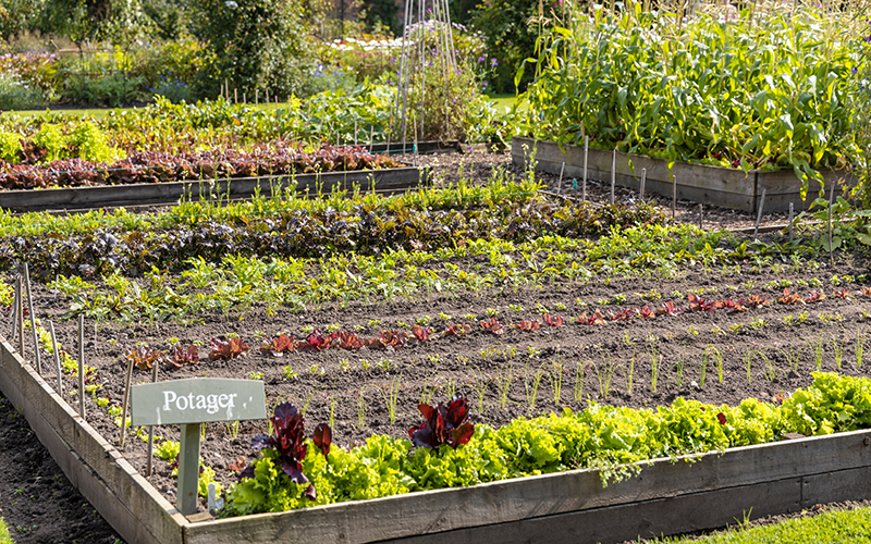 companion planting