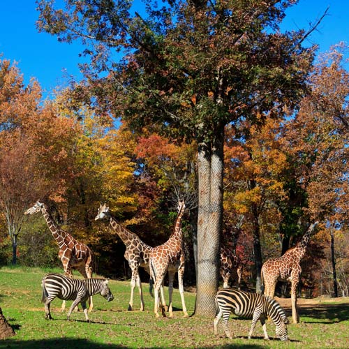 zoo and animals | places to take kids in North Carolina