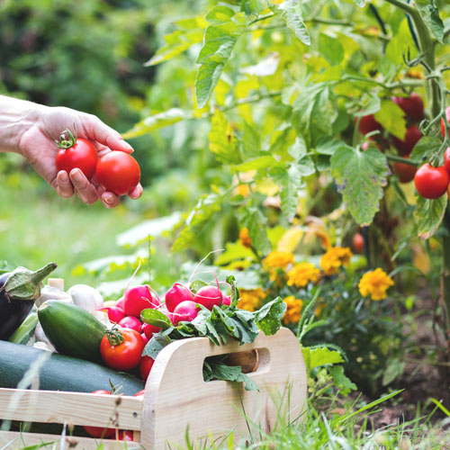 picking tomatoes | community garden