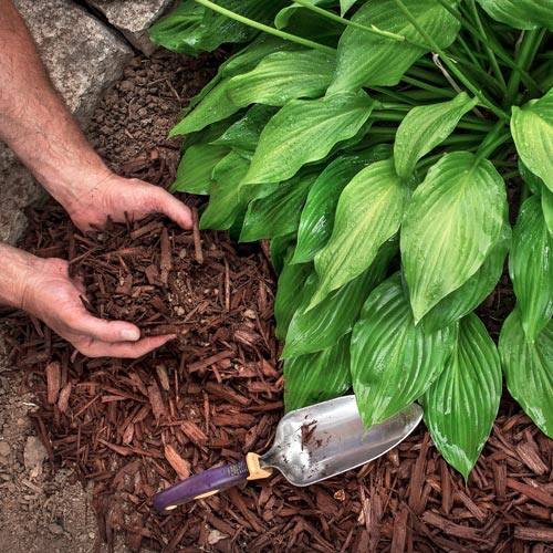 planting a plant | hoa landscaping for spring