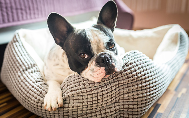 French Bulldog