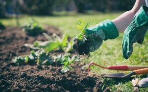 planting | start a community garden