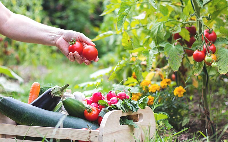 picking vegetables | start a community garden