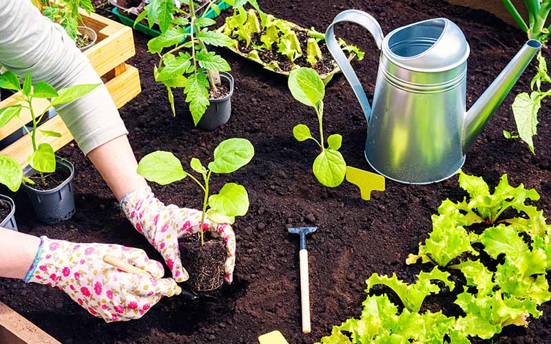 planting plants | start a community garden