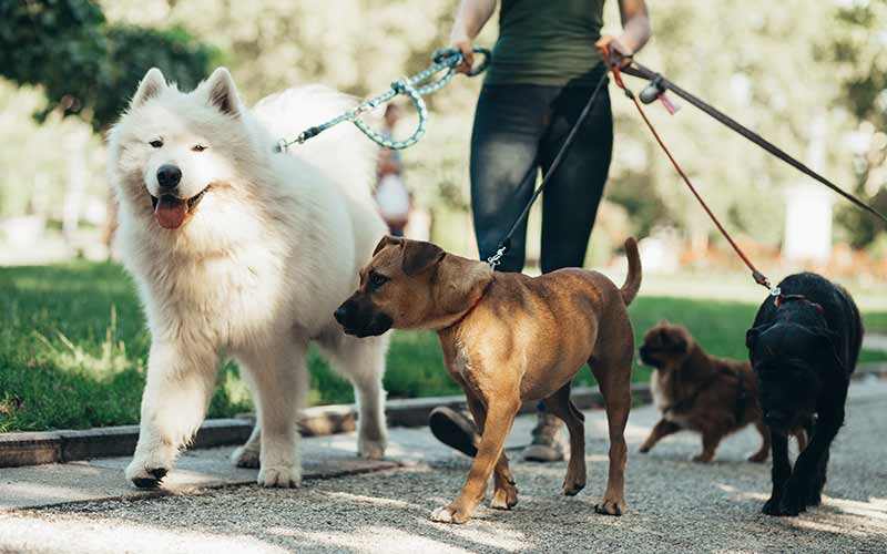 walking with dogs | volunteer at an animal shelter