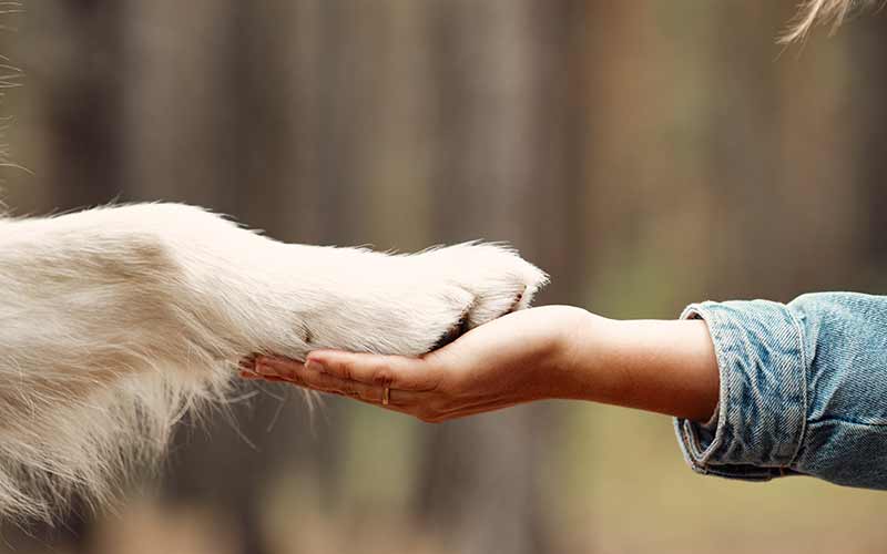 paw and hand | volunteer at an animal shelter