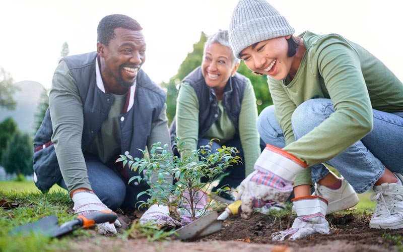 planting trees 