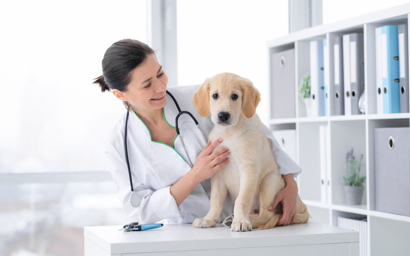 dog and vet | heat stroke in dogs