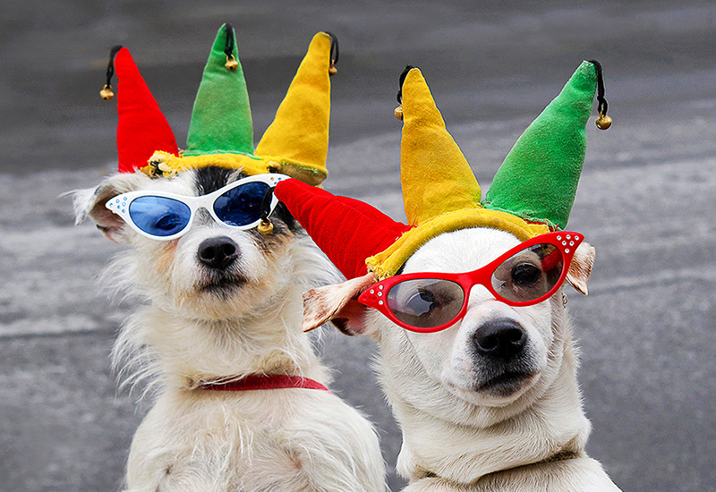 Pet Palooza