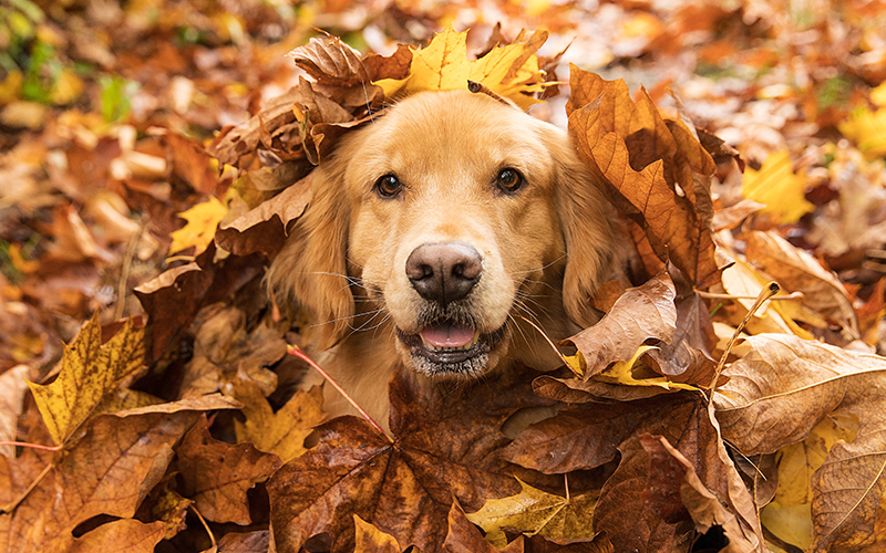 Uneven Ground From Falling Leaves